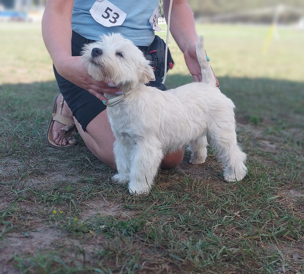 westie4 westie4