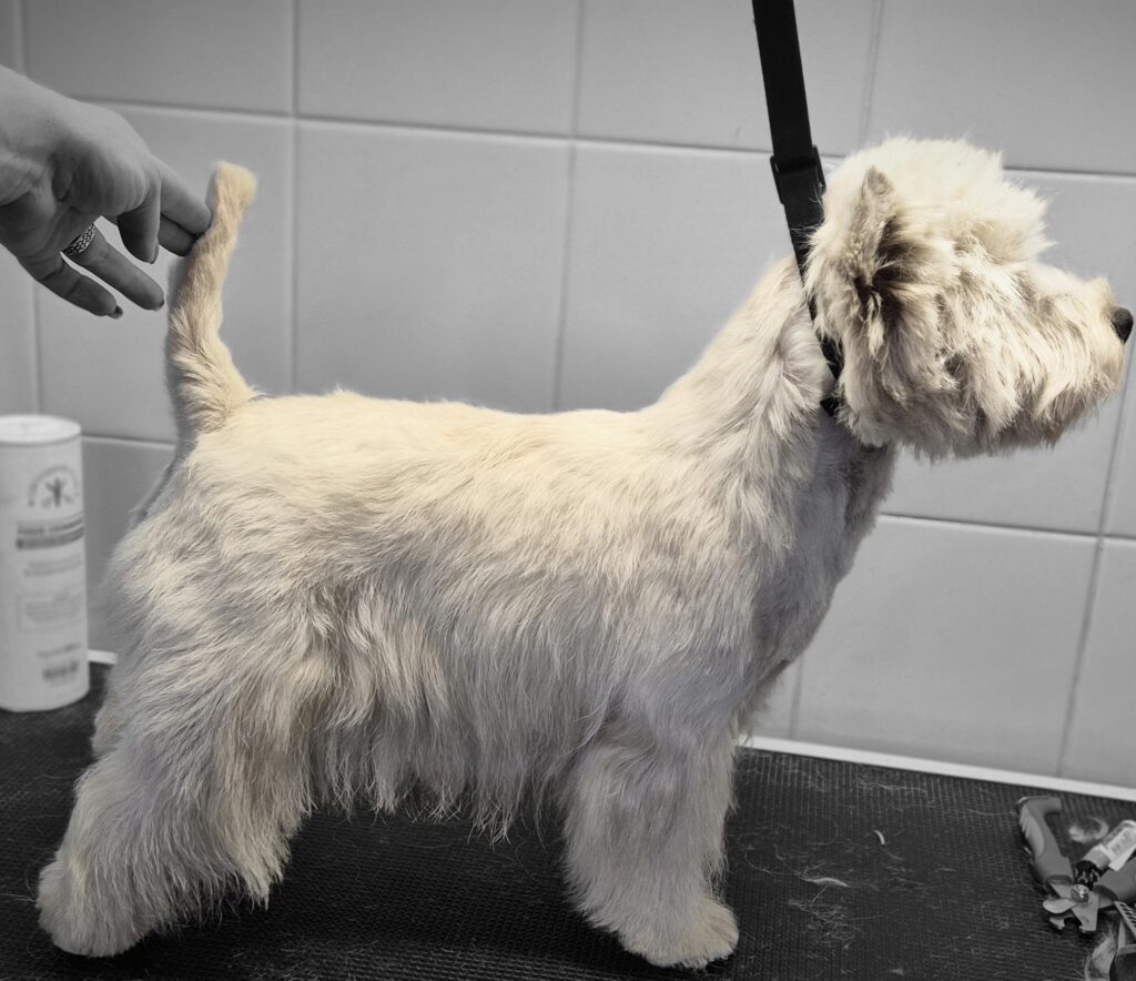 westie2 westie2