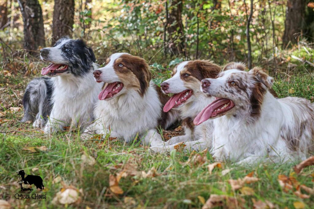 border collie border collie