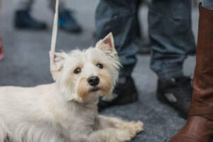 fb img 15427387373990076